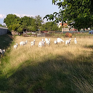 Kozí farma Magdaléna